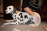 BAIN - DALMATIEN 043
